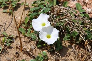 flores de verão em um parque da cidade no norte de israel. foto