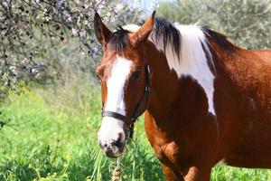 cavalos domésticos em um estábulo em israel. foto