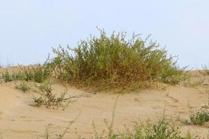 plantas verdes e flores crescem na areia do deserto. foto