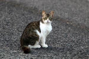 o gato doméstico é um mamífero da família dos felinos da ordem carnívora. foto