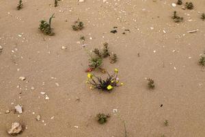 plantas verdes e flores crescem na areia do deserto. foto