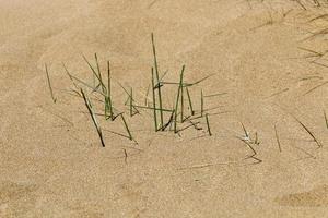 plantas verdes e flores crescem na areia do deserto. foto