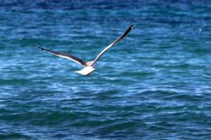 pássaros no céu sobre o mar mediterrâneo. foto