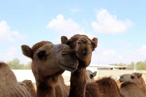 um camelo corcunda vive em um zoológico em israel. foto