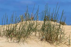 plantas verdes e flores crescem na areia do deserto. foto