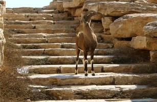 cabras vivem em uma reserva natural no deserto de negev. foto