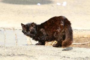 o gato doméstico é um mamífero da família dos felinos da ordem carnívora. foto