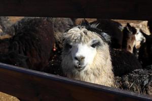 alpacas em uma fazenda no deserto de negev. foto