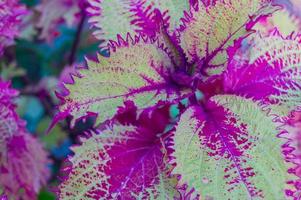 close-up de folhas roxas de coleus. fundo natural foto