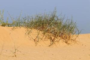 plantas verdes e flores crescem na areia do deserto. foto