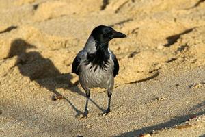 um corvo cinza senta-se em um parque da cidade em israel. foto