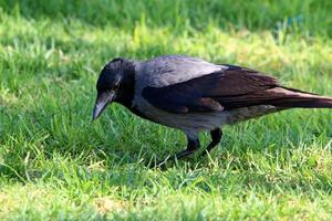 um corvo cinza senta-se em um parque da cidade em israel. foto