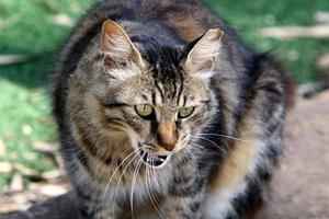 o gato doméstico é um mamífero da família dos felinos da ordem carnívora. foto