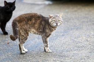 o gato doméstico é um mamífero da família dos felinos da ordem carnívora. foto