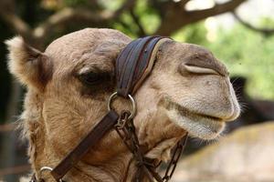 um camelo corcunda vive em um zoológico em israel. foto