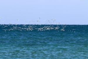 pássaros no céu sobre o mar mediterrâneo. foto