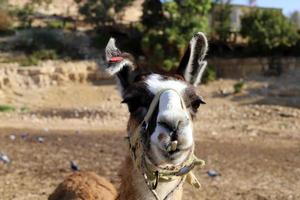 alpacas em uma fazenda no deserto de negev. foto