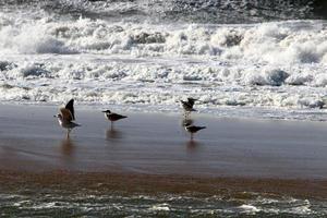 tempestade no mar mediterrâneo no norte de israel. foto