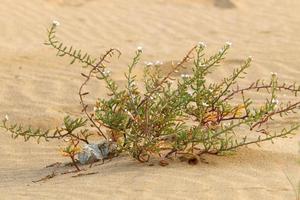 plantas verdes e flores crescem na areia do deserto. foto
