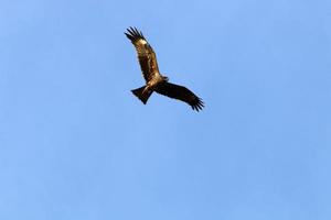 pássaros no céu sobre o mar mediterrâneo. foto