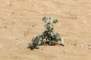 plantas verdes e flores crescem na areia do deserto. foto