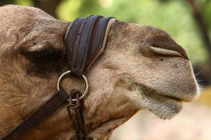 um camelo corcunda vive em um zoológico em israel. foto