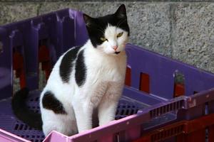 o gato doméstico é um mamífero da família dos felinos da ordem carnívora. foto