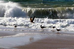 tempestade no mar mediterrâneo no norte de israel. foto