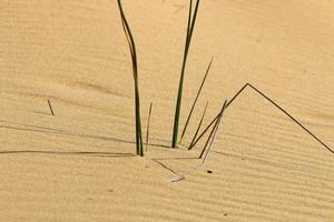 plantas verdes e flores crescem na areia do deserto. foto