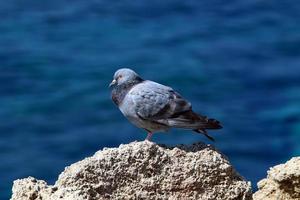 pombos selvagens em um parque da cidade em israel. foto