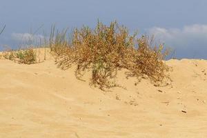 plantas verdes e flores crescem na areia do deserto. foto