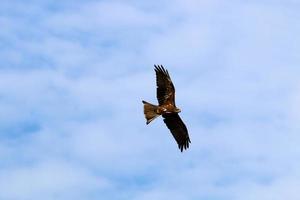 pássaros no céu sobre o mar mediterrâneo. foto