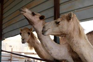 um camelo corcunda vive em um zoológico em israel. foto
