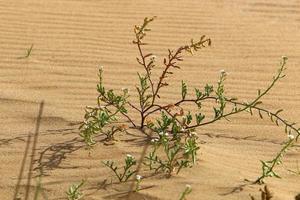 plantas verdes e flores crescem na areia do deserto. foto