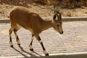 cabras vivem em uma reserva natural no deserto de negev. foto