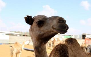 um camelo corcunda vive em um zoológico em israel. foto