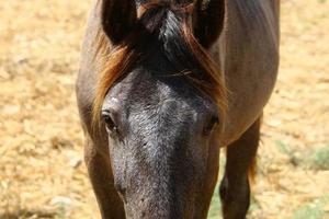 cavalos domésticos em um estábulo em israel. foto