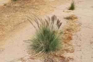 plantas verdes e flores crescem na areia do deserto. foto