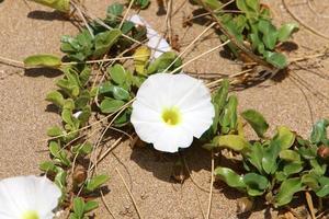 flores de verão em um parque da cidade no norte de israel. foto