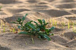 plantas verdes e flores crescem na areia do deserto. foto