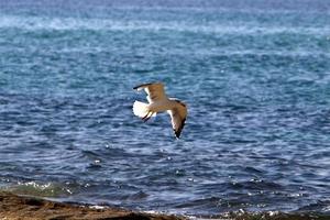 pássaros no céu sobre o mar mediterrâneo. foto