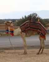 um camelo corcunda vive em um zoológico em israel. foto