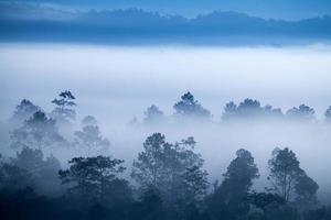 nevoeiro na floresta em khao-kho phetchabun, tailândia foto