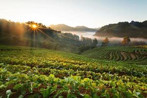 amanhecer enevoado no jardim de morango na montanha doi angkhang, chiangmai tailândia foto