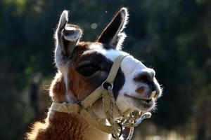 alpacas em uma fazenda no deserto de negev. foto