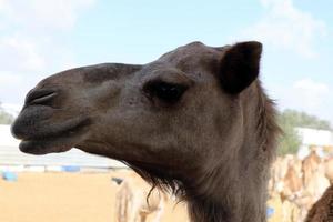 um camelo corcunda vive em um zoológico em israel. foto