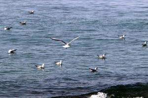 pássaros no céu sobre o mar mediterrâneo. foto