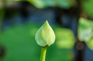 flor de lótus verde em plano natural foto