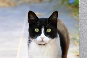 o gato doméstico é um mamífero da família dos felinos da ordem carnívora. foto