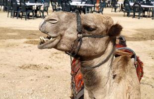 um camelo corcunda vive em um zoológico em israel. foto